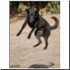 Lola_fliegt_25.jpg